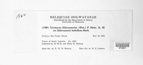 Uromyces alstroemeriae image